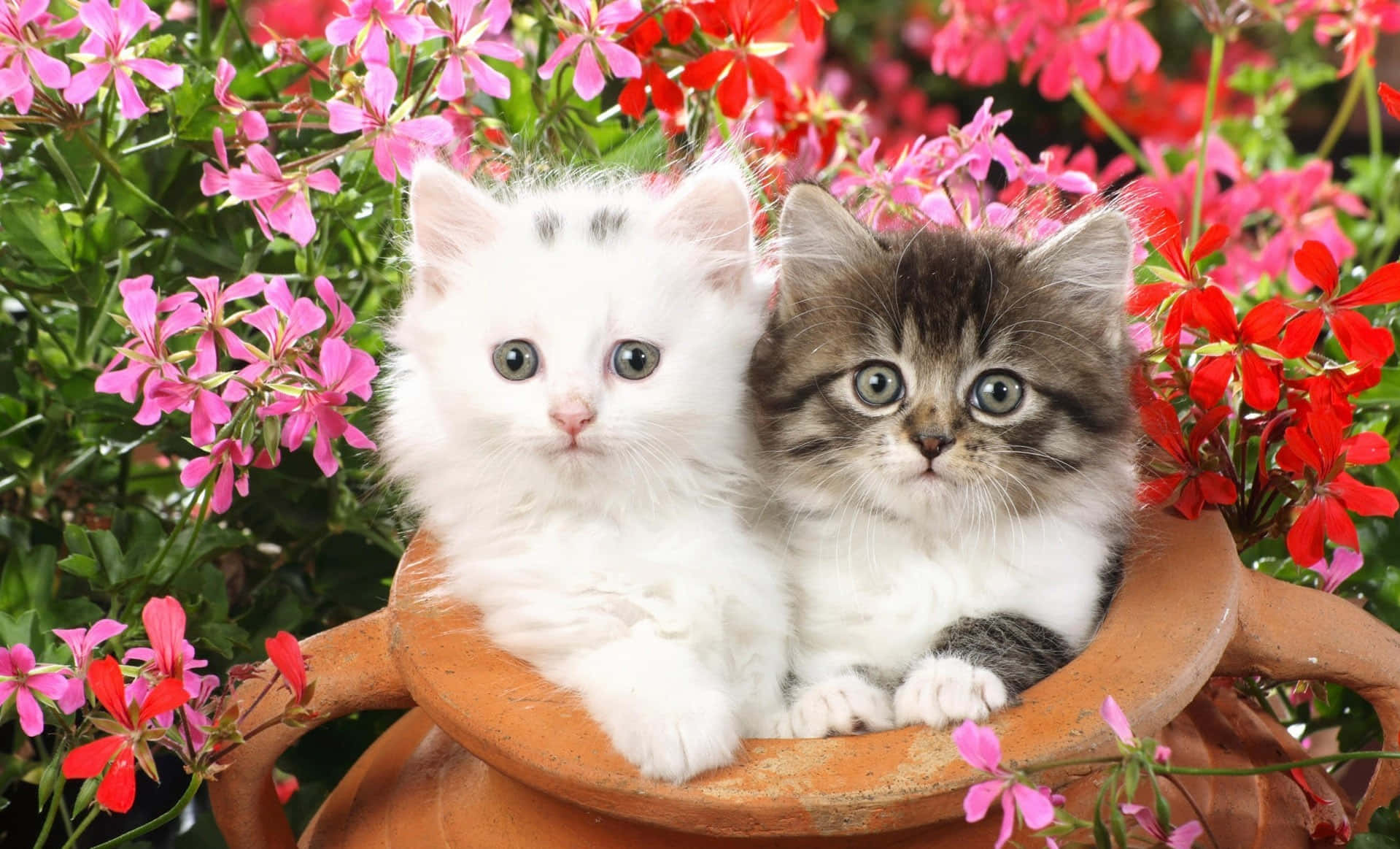 Adorable Kittens Cuddled Inside A Clay Jar Wallpaper