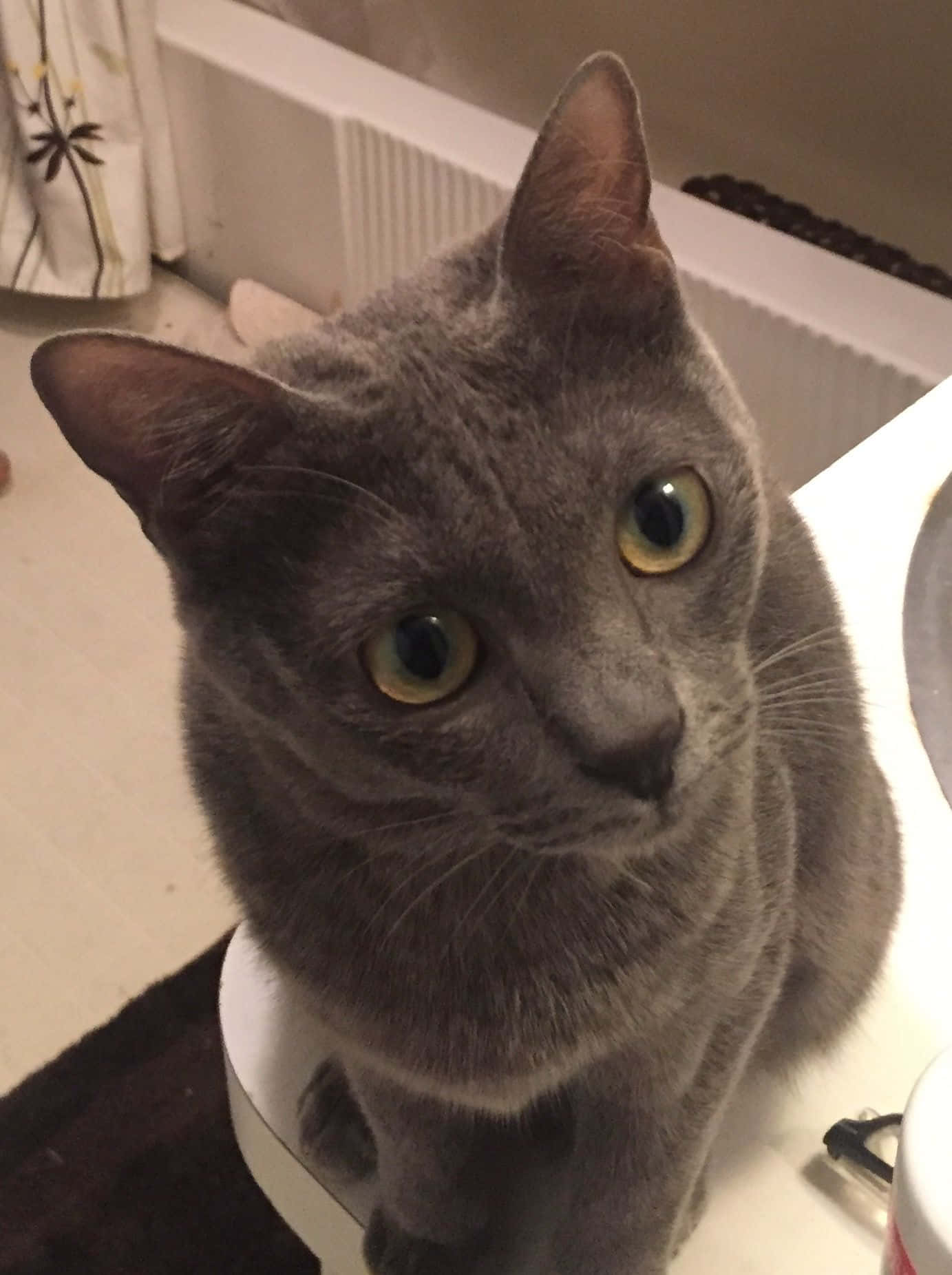 Adorable Korat Cat Lounging On A Rug Wallpaper