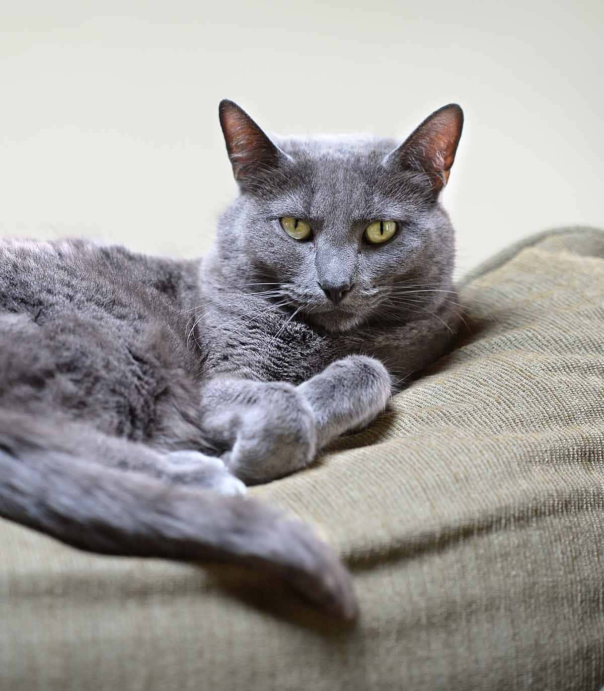 Adorable Korat Cat On A Wooden Surface Wallpaper