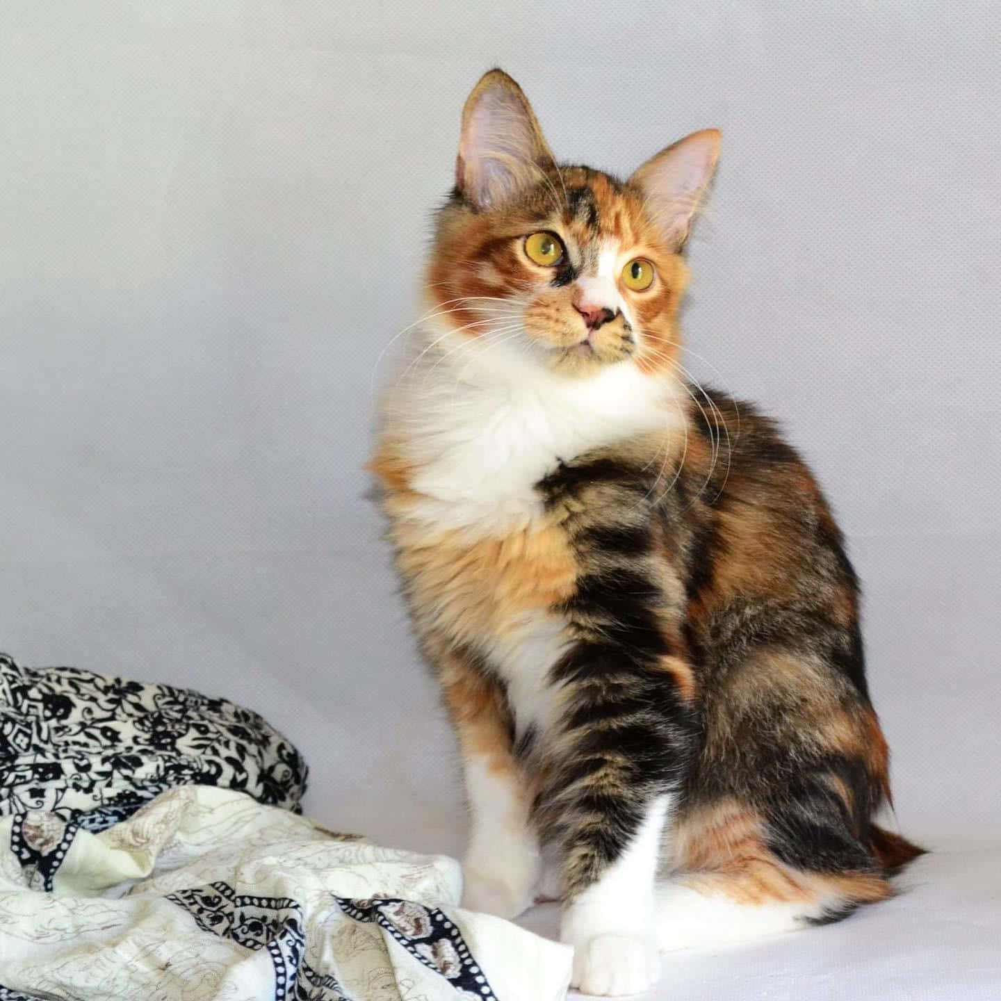 Adorable Kurilian Bobtail Perched On A Tree Branch Wallpaper