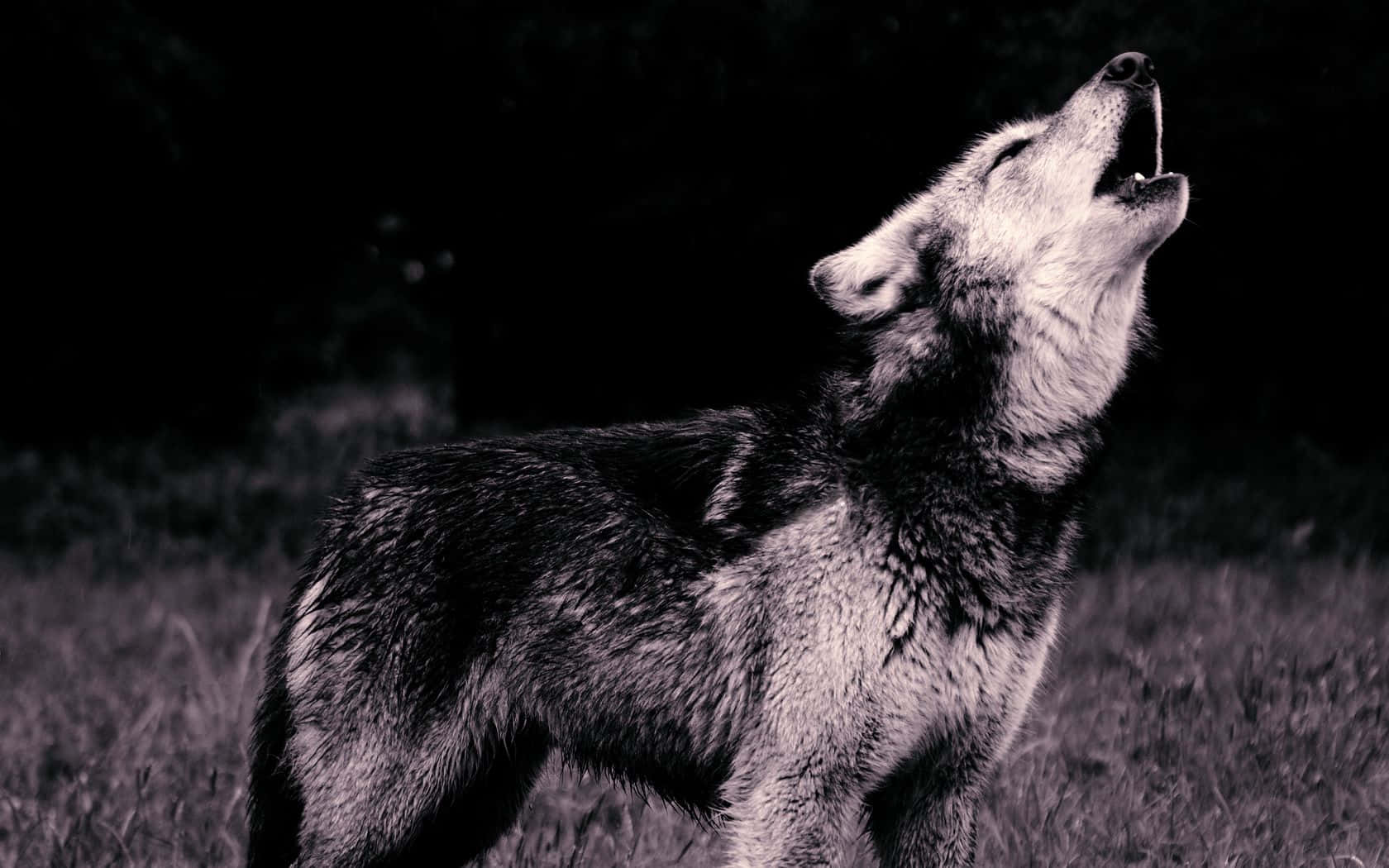 Adorable Little Wolf Pup Exploring Its Natural Habitat Wallpaper