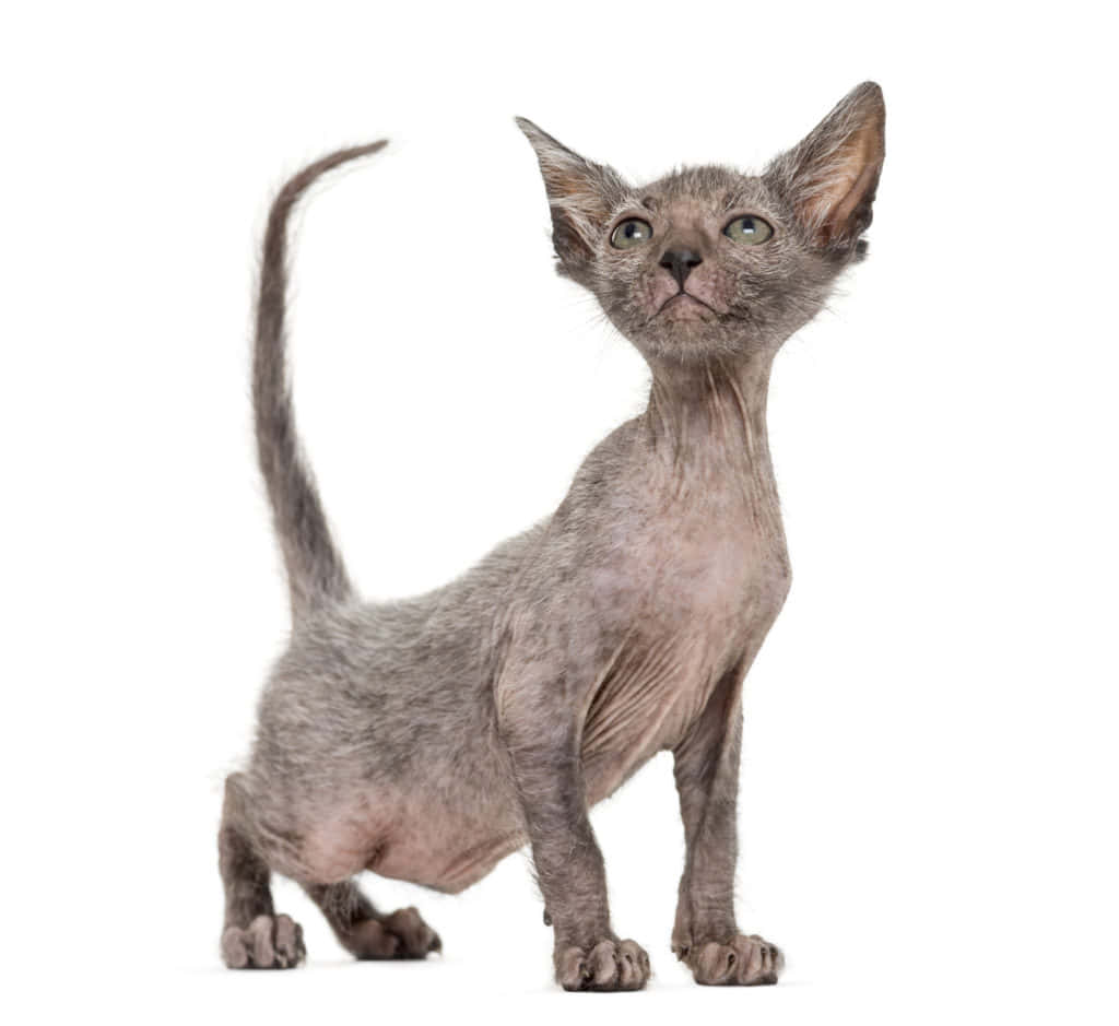 Adorable Lykoi Cat Posing Elegantly Wallpaper