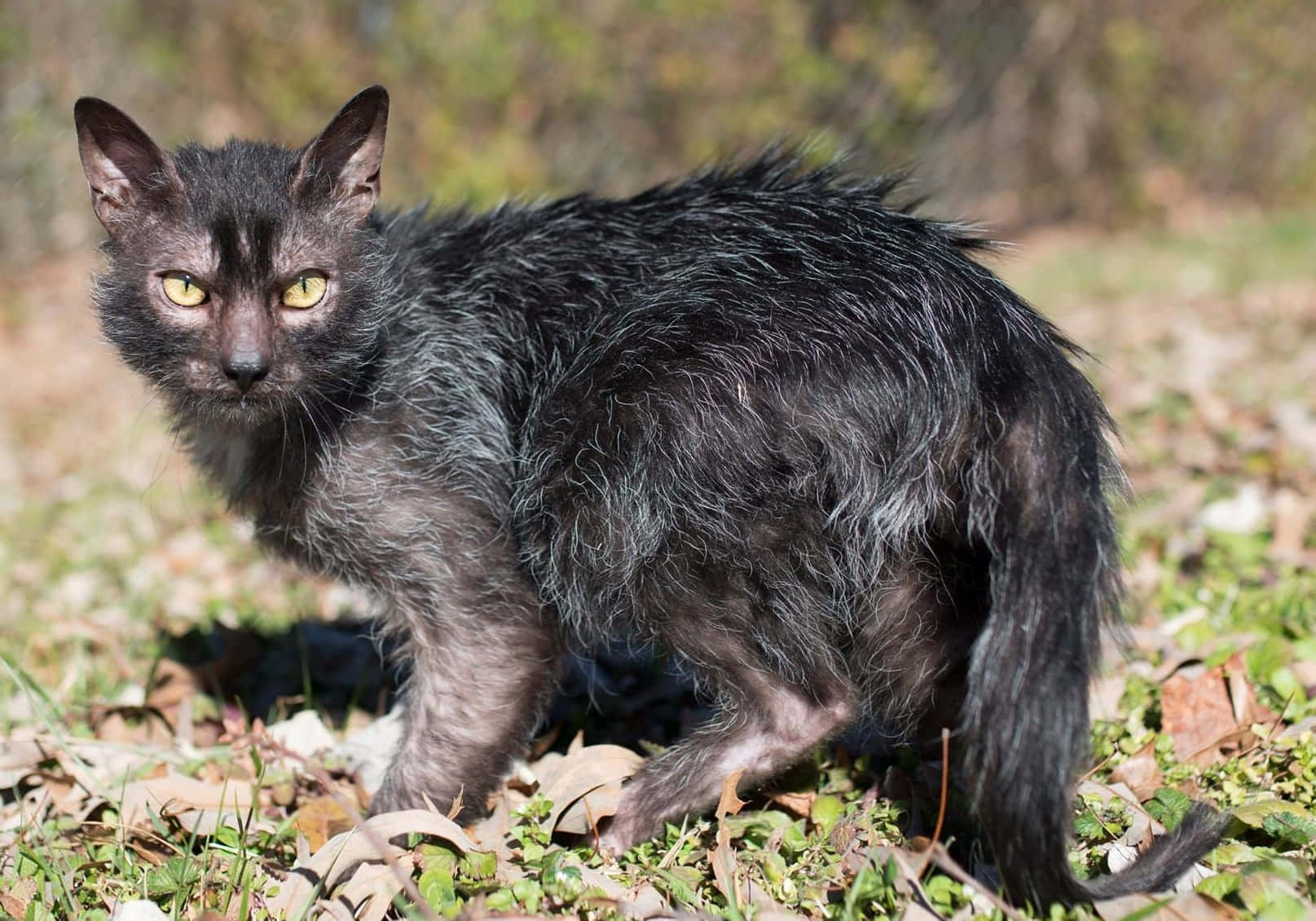 Adorable Lykoi Cat Posing In Nature Wallpaper