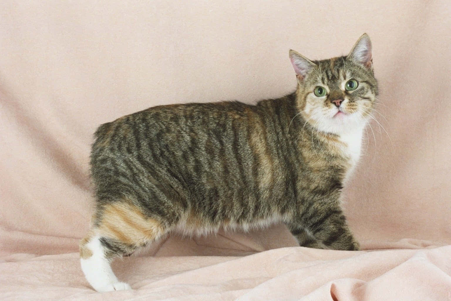 Adorable Manx Cat Lounging In A Garden Wallpaper