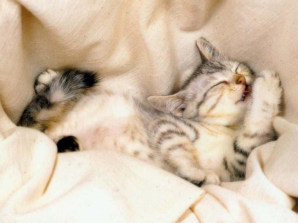 Adorable Manx Cat Lounging On A Couch Wallpaper