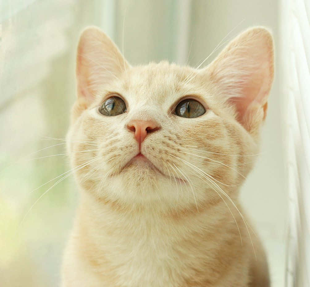 Adorable Manx Cat Lounging On The Couch Wallpaper