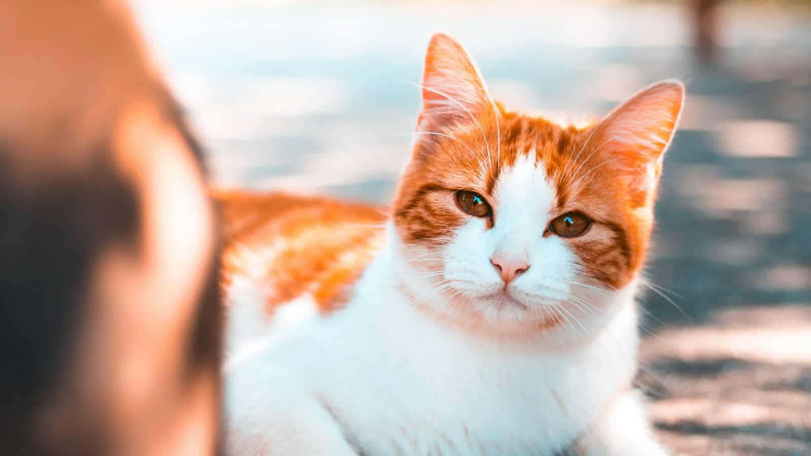 Adorable Manx Cat Relaxing In A Tranquil Garden Wallpaper