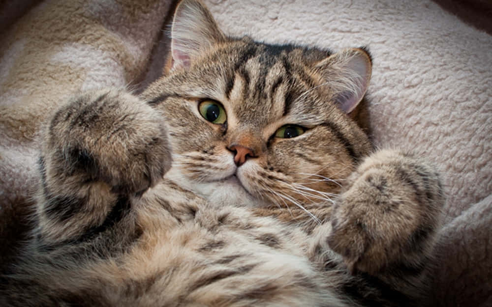 Adorable Manx Cat Relaxing On A Wooden Porch Wallpaper