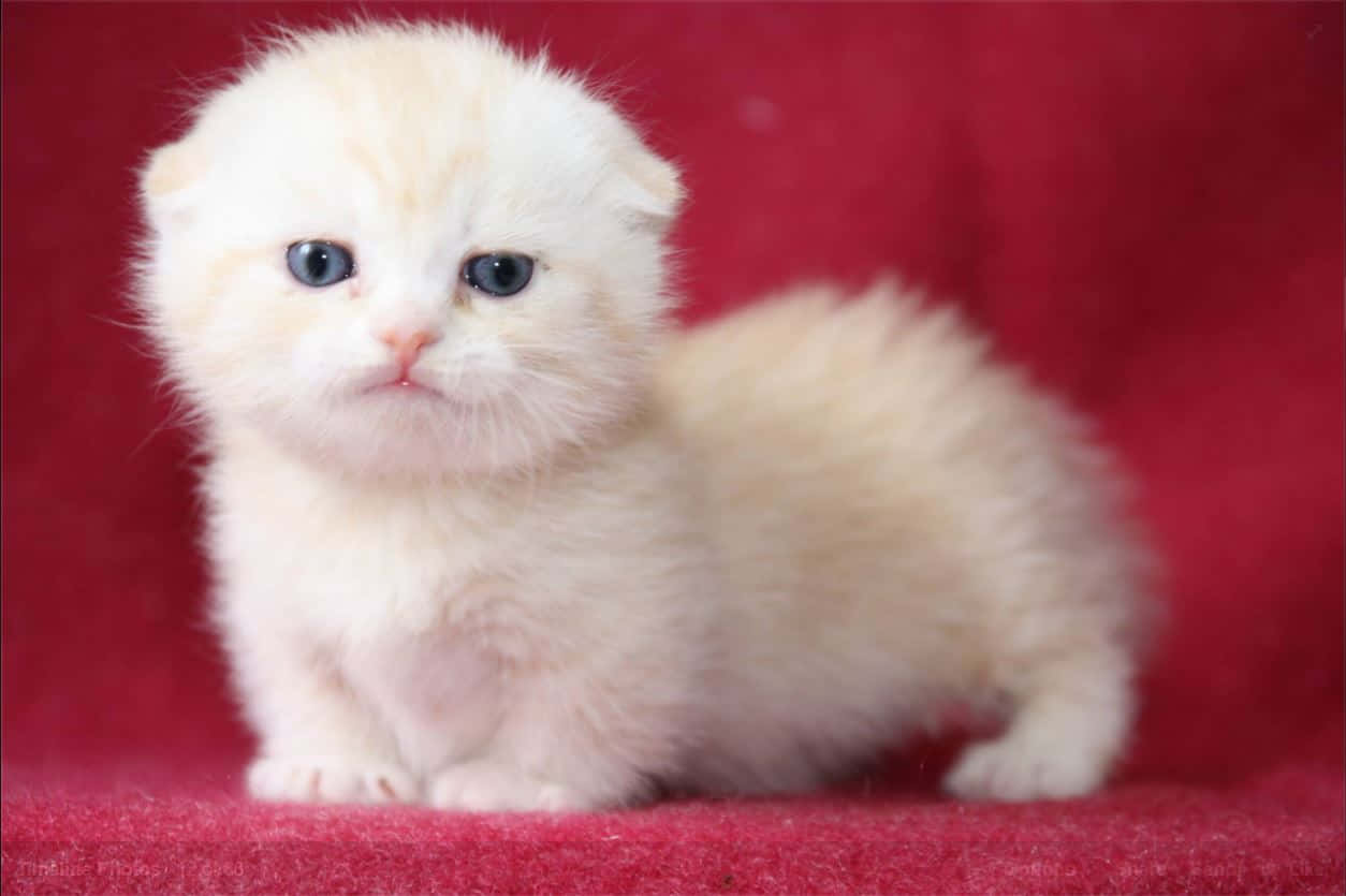 Adorable Munchkin Cat Lounging At Home Wallpaper