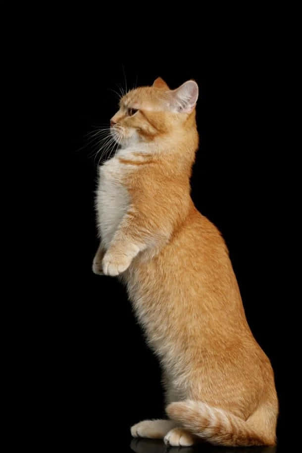 Adorable Munchkin Cat Lounging On A Bed Wallpaper