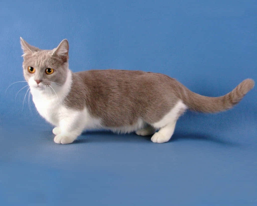 Adorable Munchkin Cat Lounging On A Bed Wallpaper