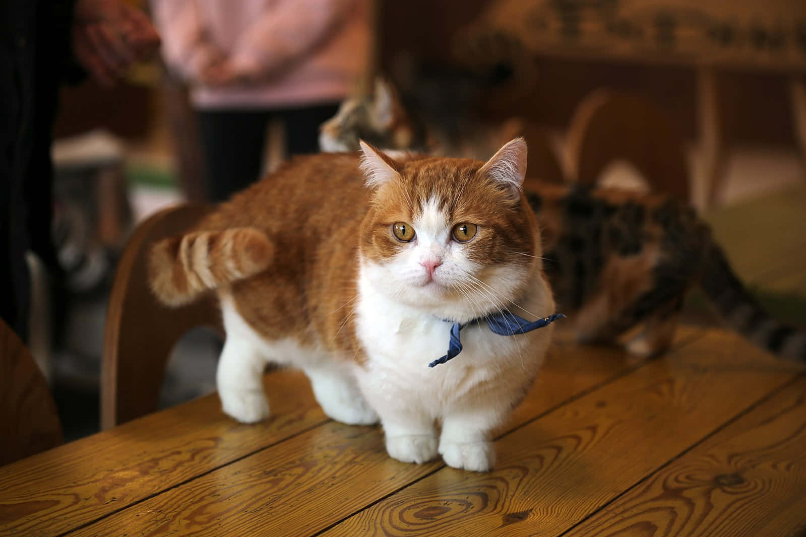 Adorable Munchkin Cat Lounging On A Bed Wallpaper