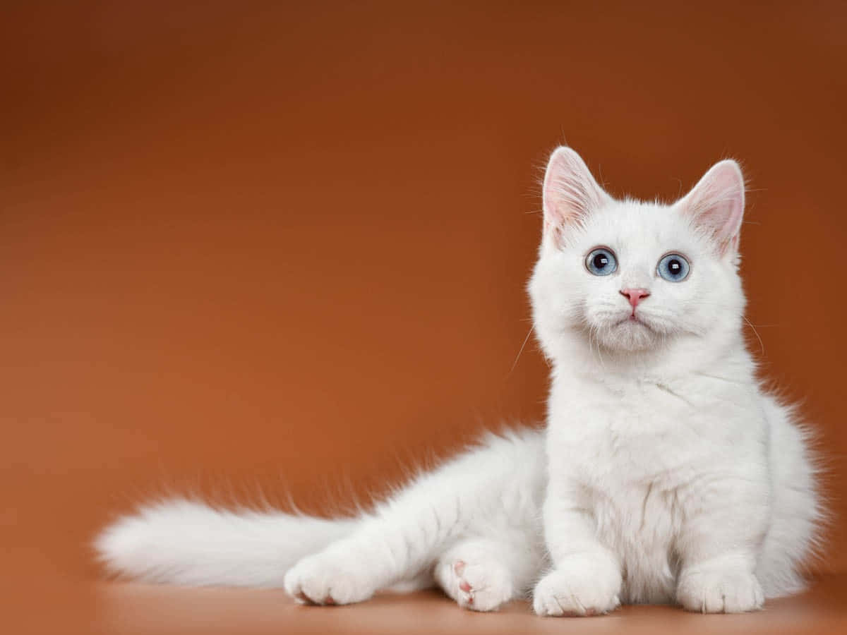 Adorable Munchkin Cat Lounging On A Blanket Wallpaper