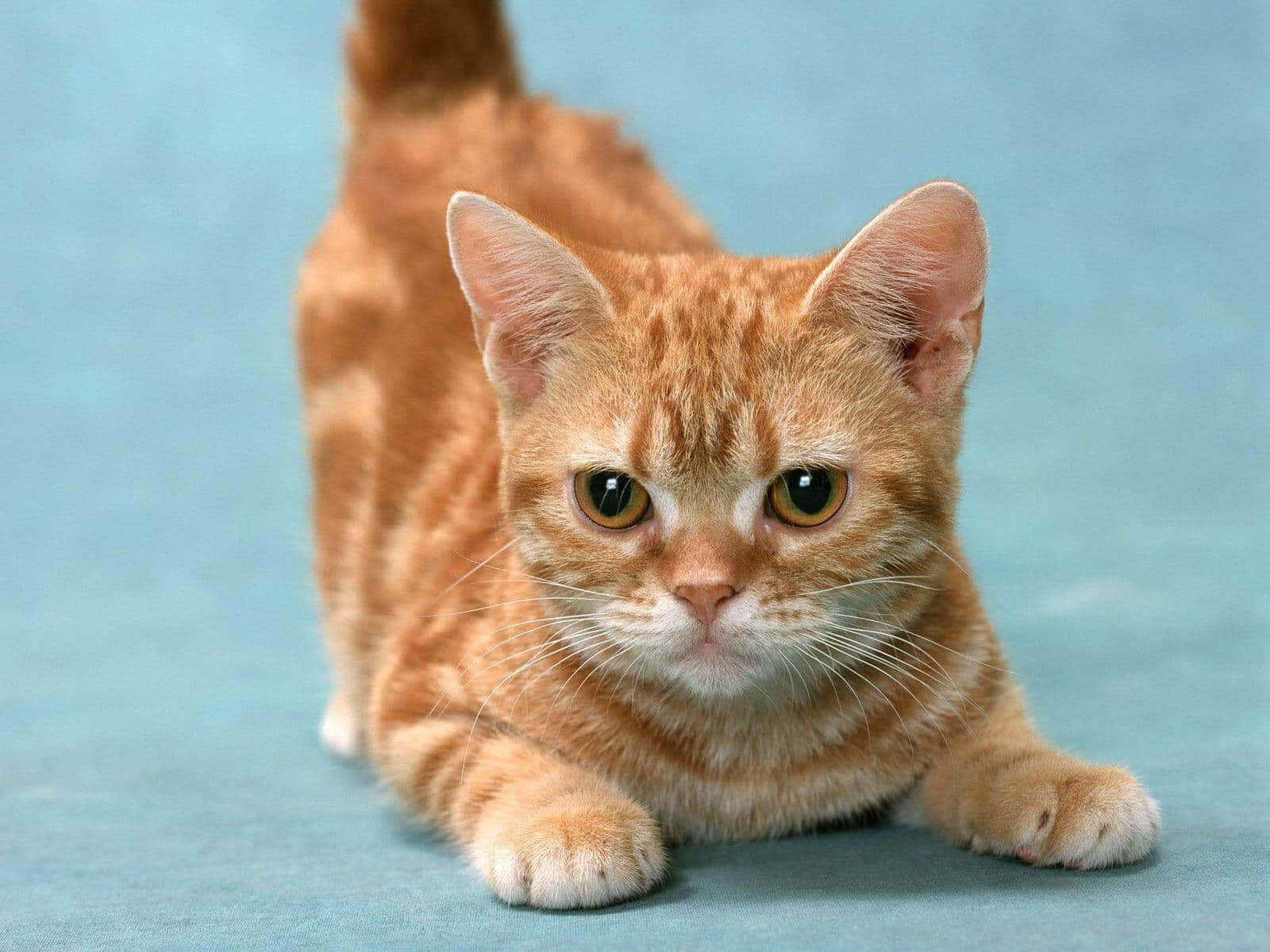 Adorable Munchkin Cat Lounging On A Blue Cushion Wallpaper