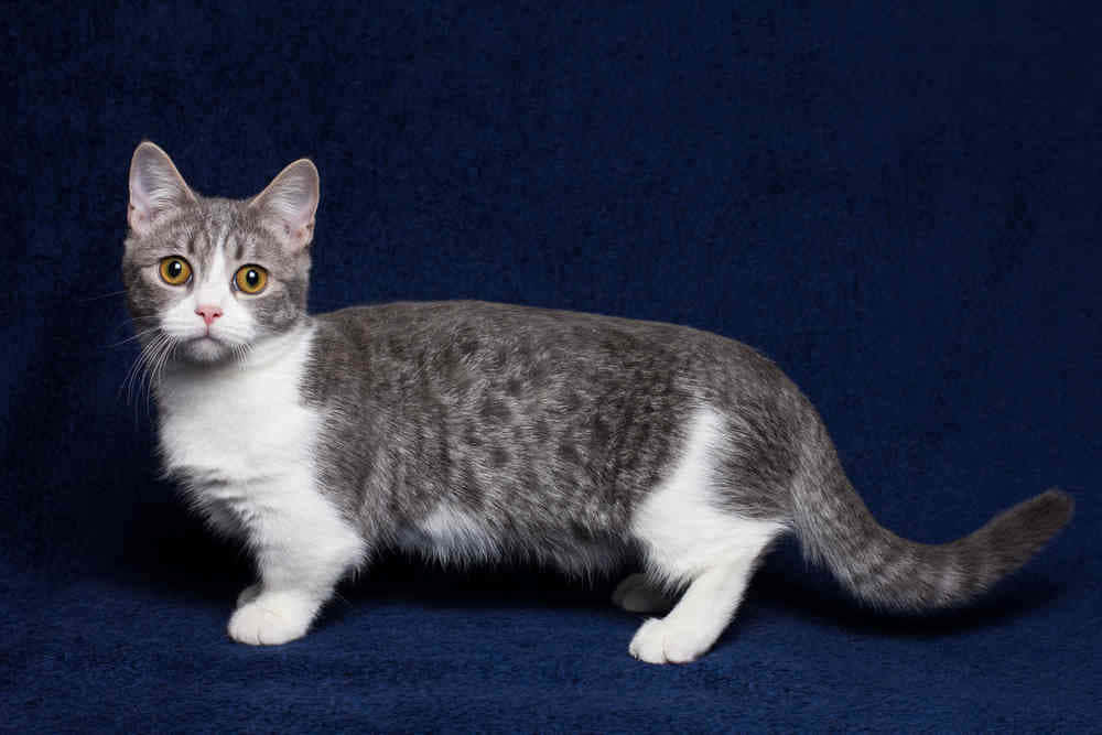 Adorable Munchkin Cat Lounging On A Couch Wallpaper