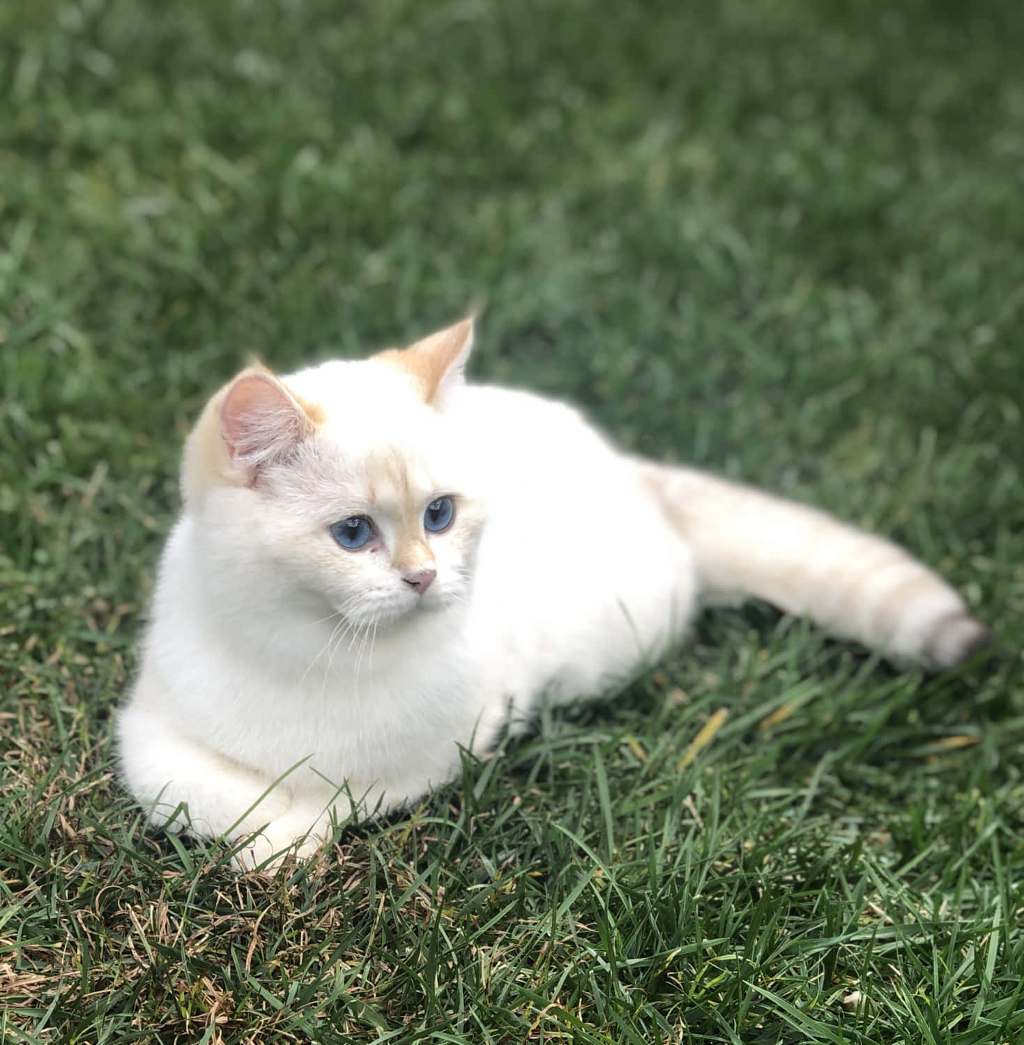 Adorable Munchkin Cat Lounging On A Couch Wallpaper