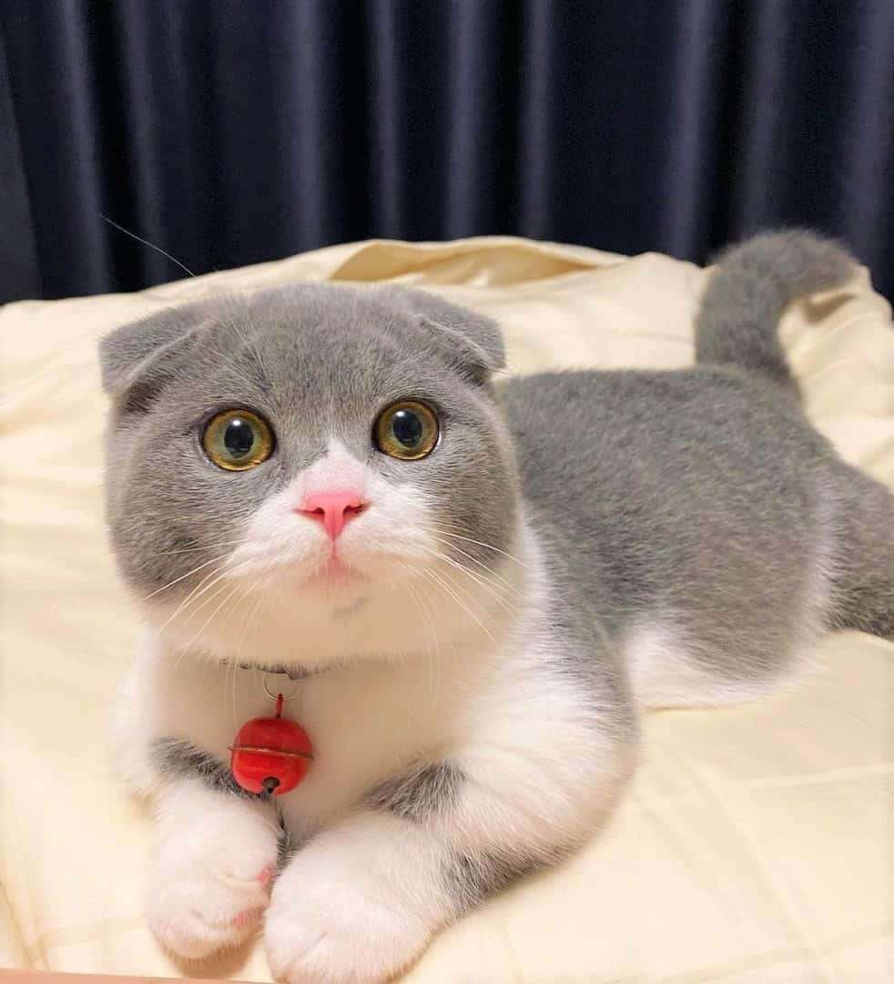 Adorable Munchkin Cat Lounging On A Couch Wallpaper