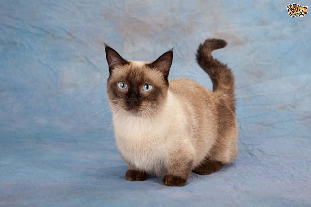 Adorable Munchkin Cat Lounging On A Couch Wallpaper