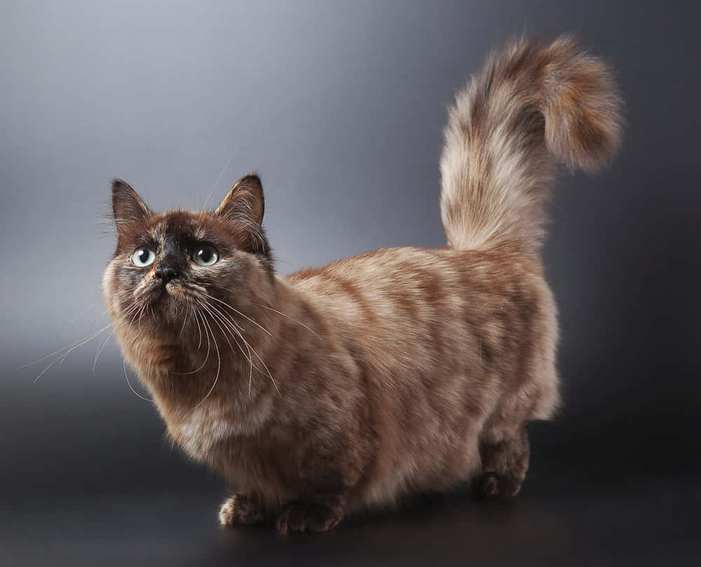 Adorable Munchkin Cat Lounging On A Soft Blanket Wallpaper