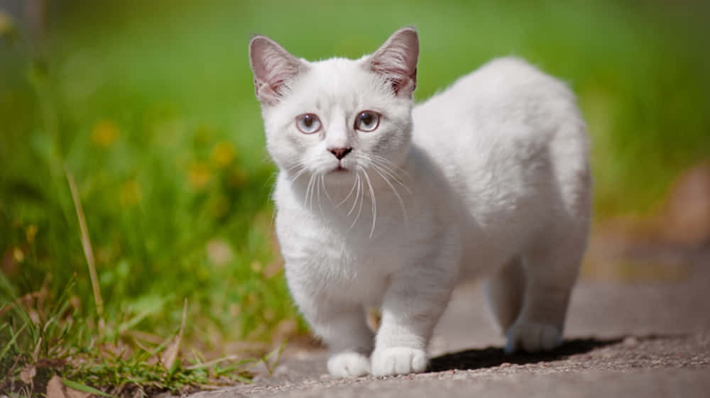 Adorable Munchkin Cat Lounging On A Soft Blanket Wallpaper