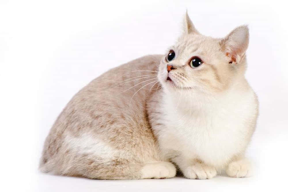 Adorable Munchkin Cat Lounging On Floor Wallpaper