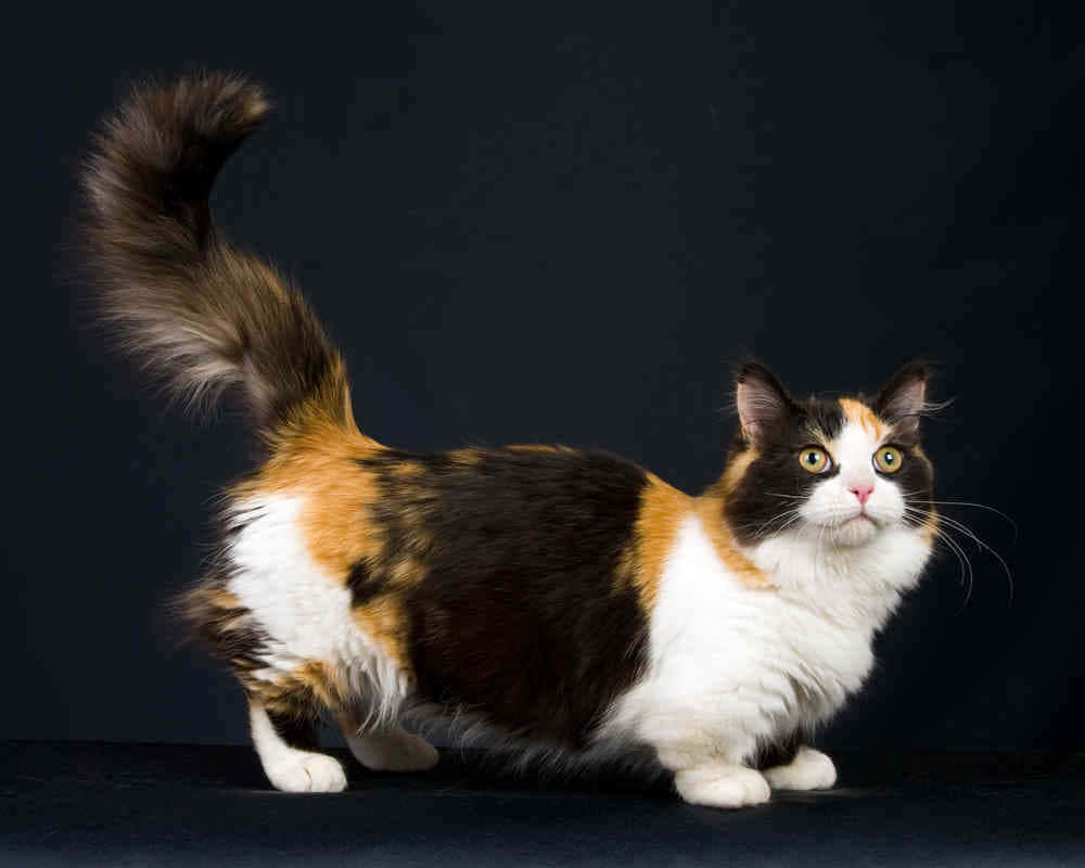 Adorable Munchkin Cat Lounging On The Floor Wallpaper