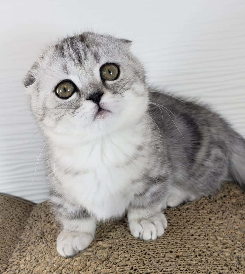 Adorable Munchkin Cat Lounging On The Floor Wallpaper