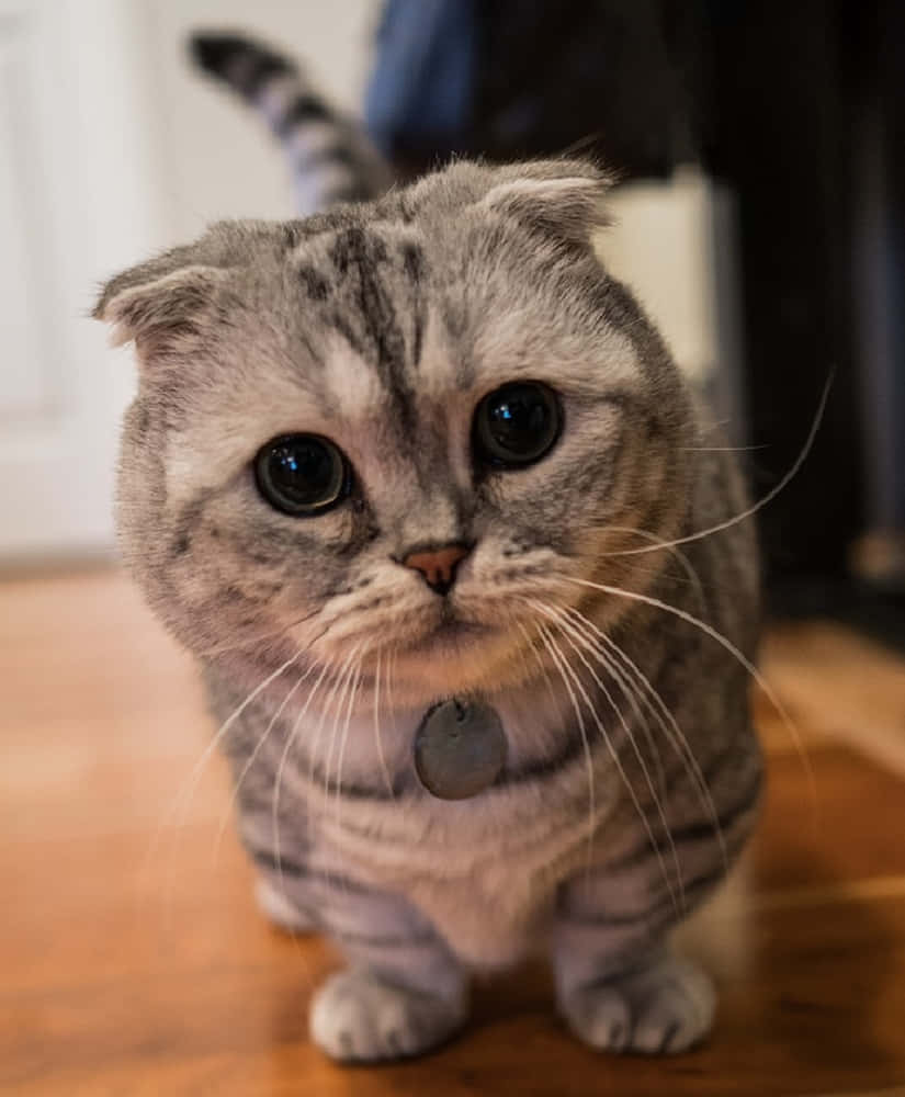 Adorable Munchkin Cat Lounging On The Floor Wallpaper