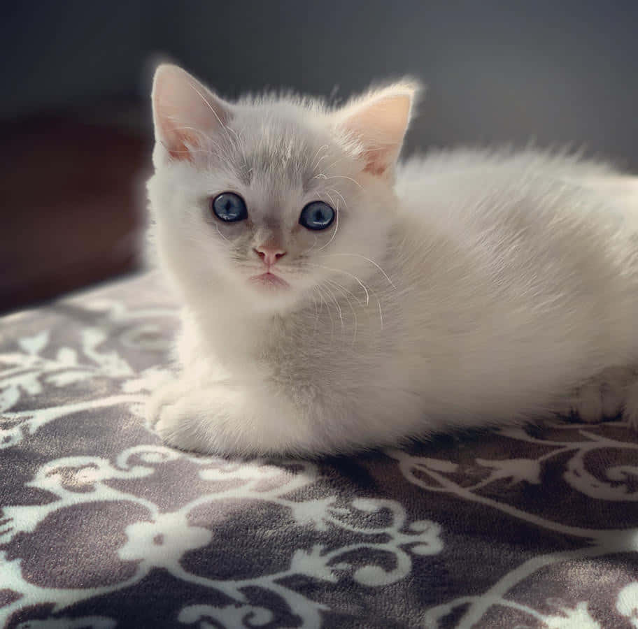 Adorable Munchkin Cat Lounging On The Floor Wallpaper