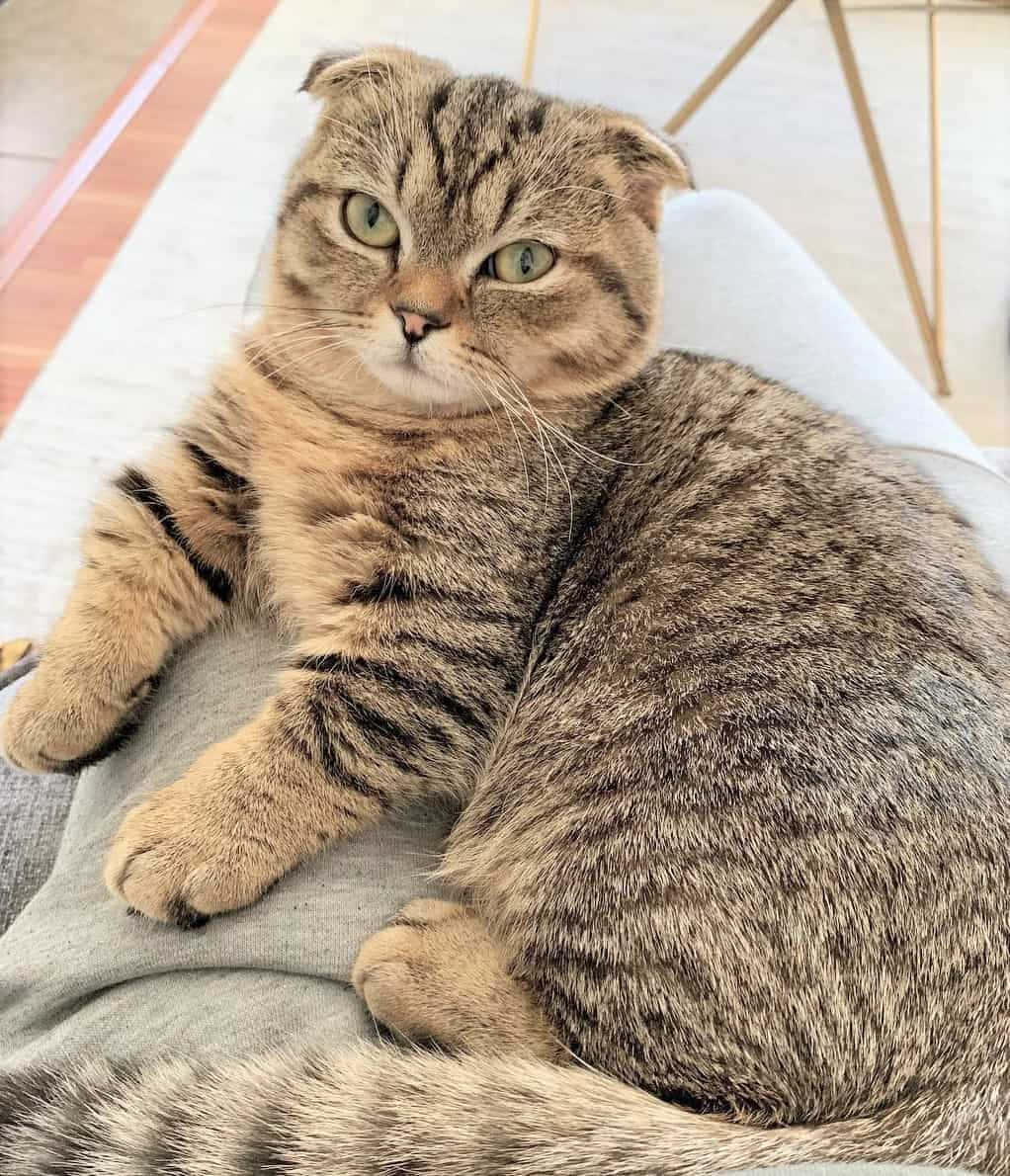 Adorable Munchkin Cat Lounging On The Floor Wallpaper