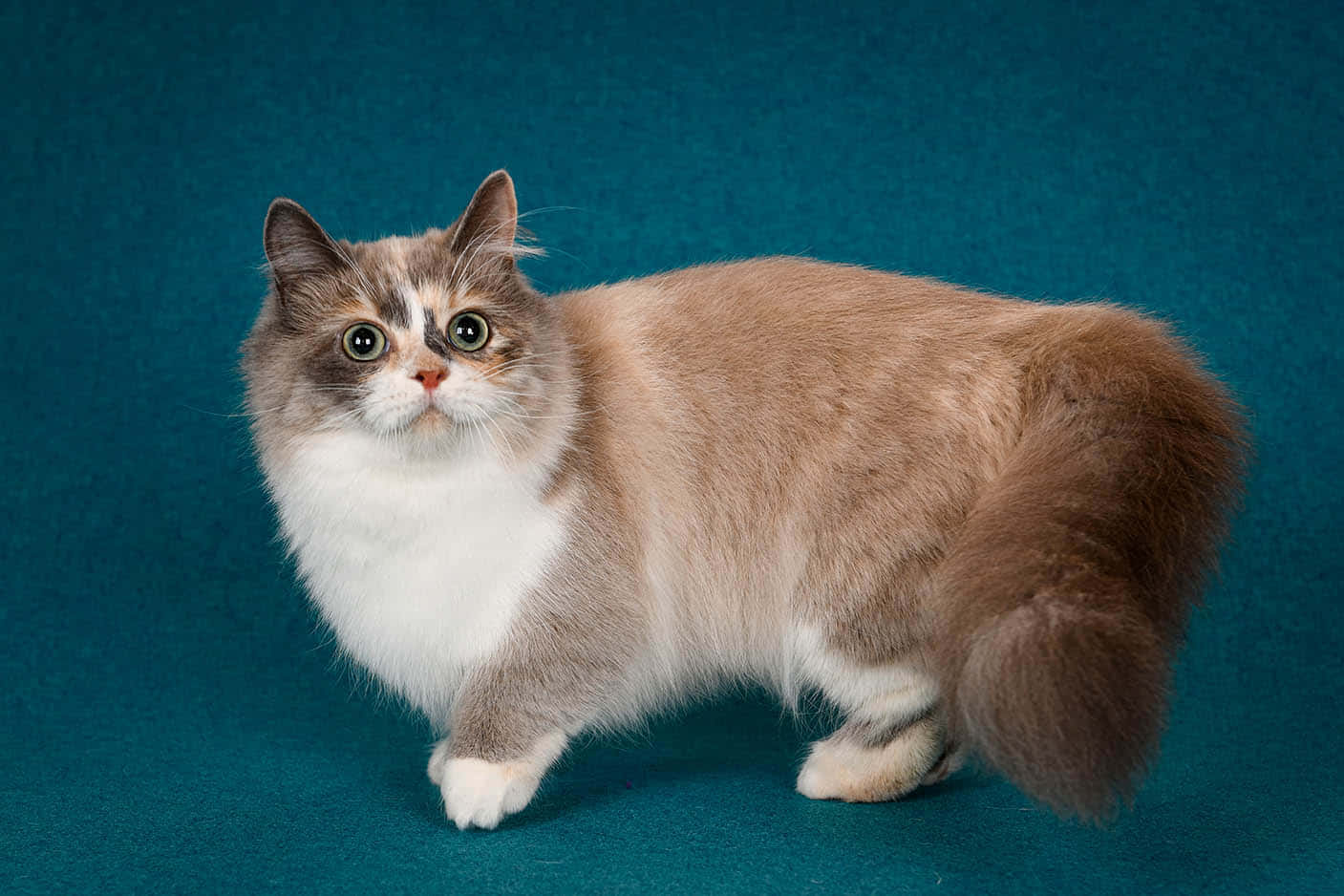 Adorable Munchkin Cat Lounging On The Sofa Wallpaper