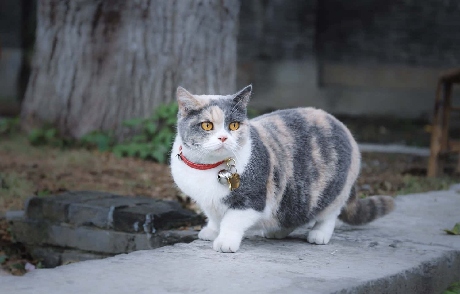 Adorable Munchkin Cat Lounging Wallpaper