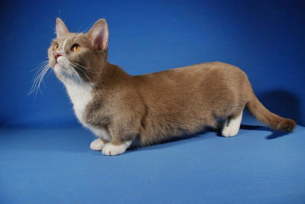 Adorable Munchkin Cat Posing On A Tree Trunk Wallpaper