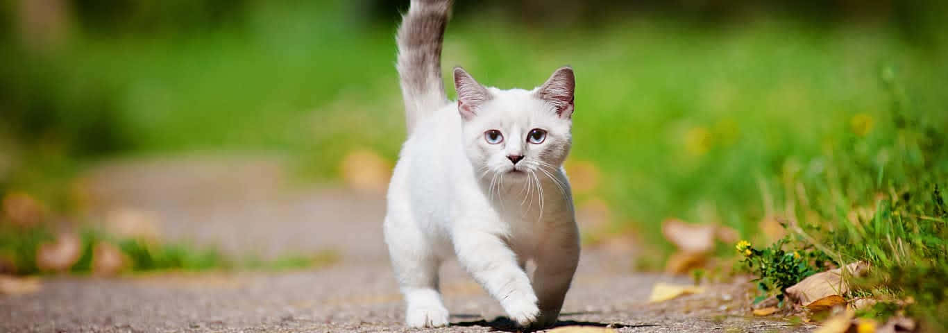 Adorable Munchkin Cat Relaxing On Bed Wallpaper