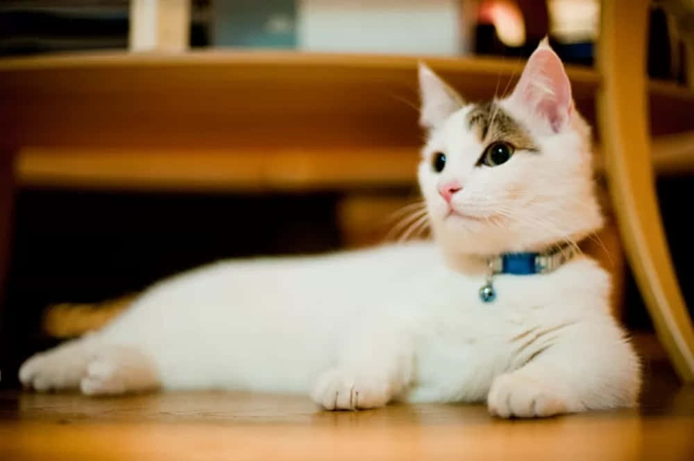 Adorable Munchkin Kitten Lying On A Soft Surface Wallpaper