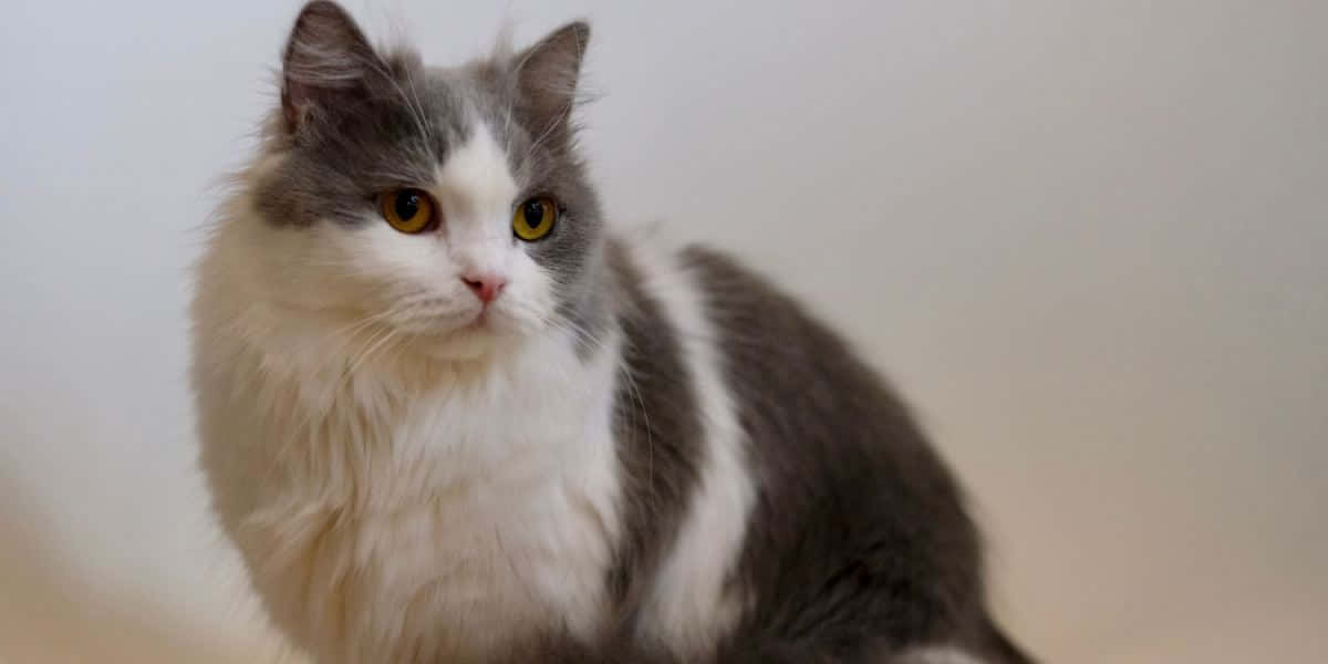 Adorable Napoleon Cat Lounging At Home Wallpaper