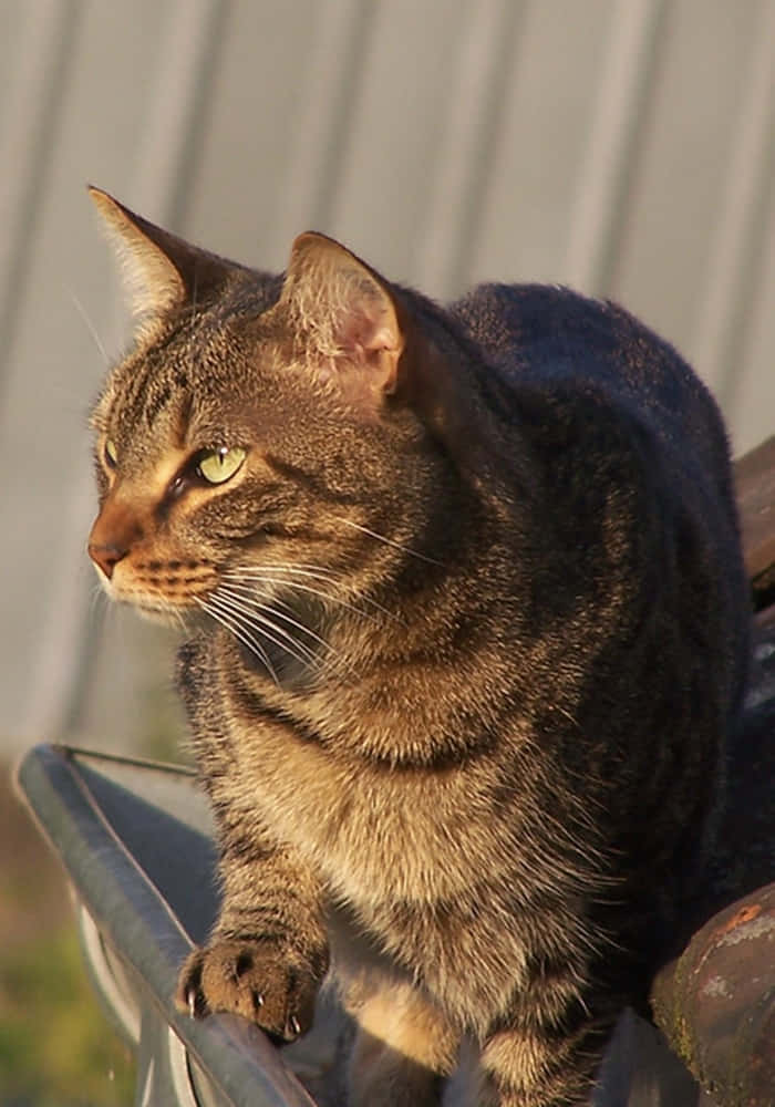 Adorable Napoleon Cat Lounging In Style Wallpaper