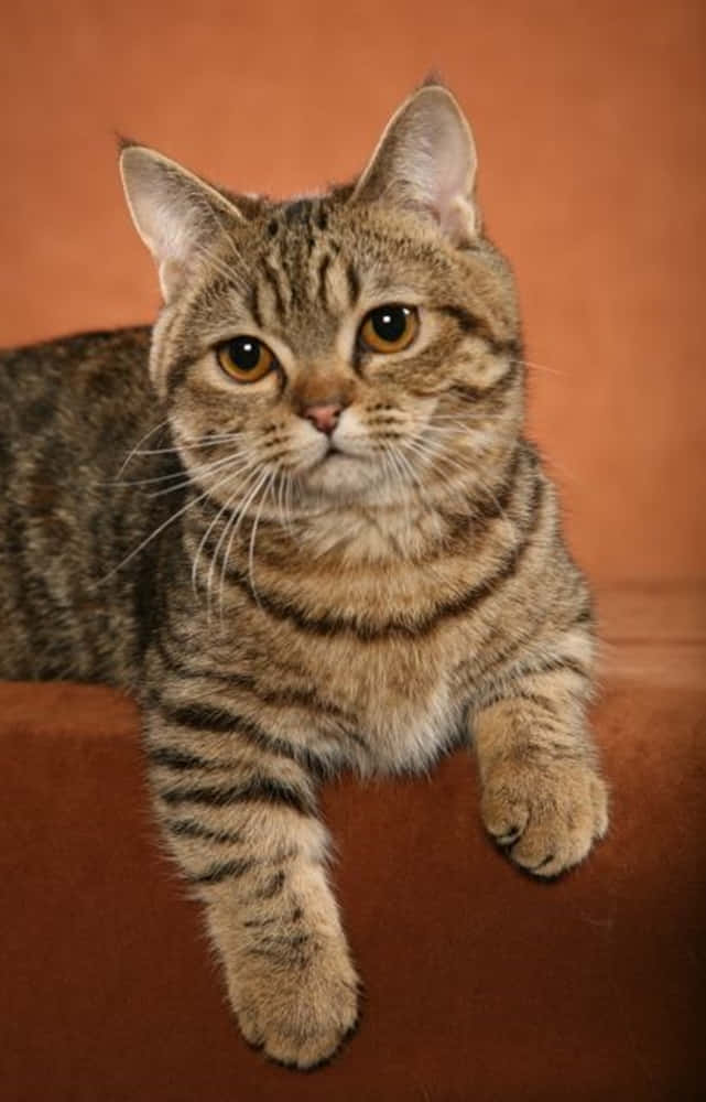 Adorable Napoleon Cat Lounging On A Couch Wallpaper