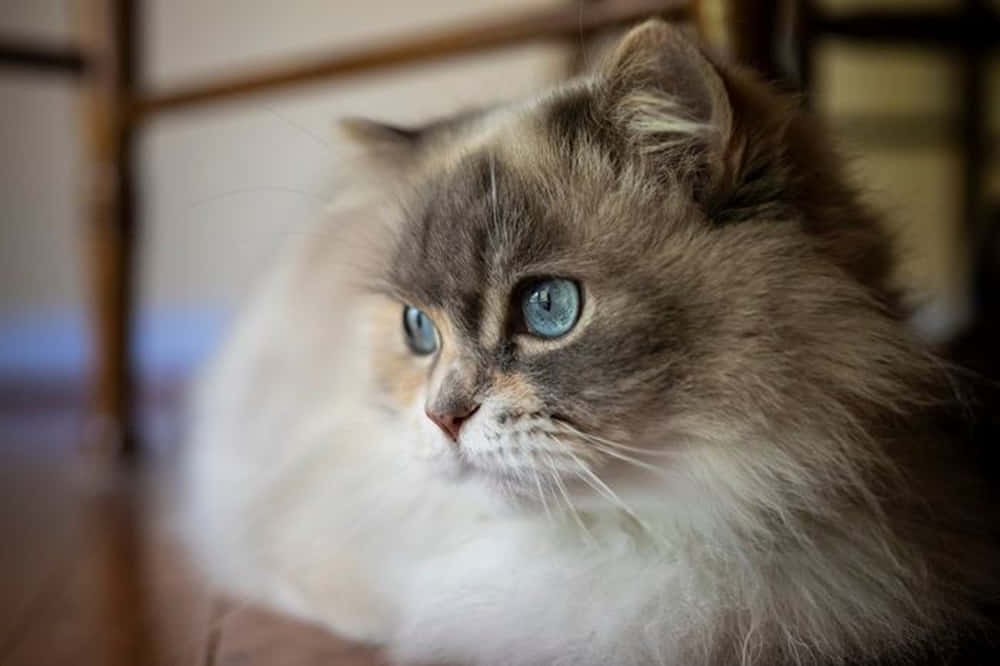 Adorable Napoleon Cat Lounging On A Cozy Couch Wallpaper