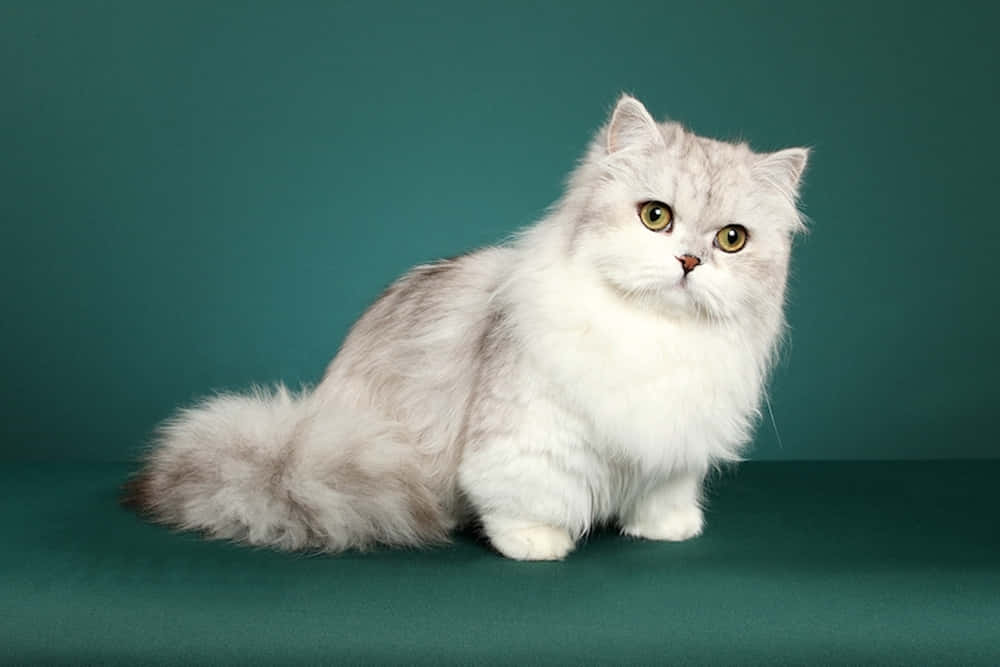 Adorable Napoleon Cat Lounging On A Cozy Couch Wallpaper