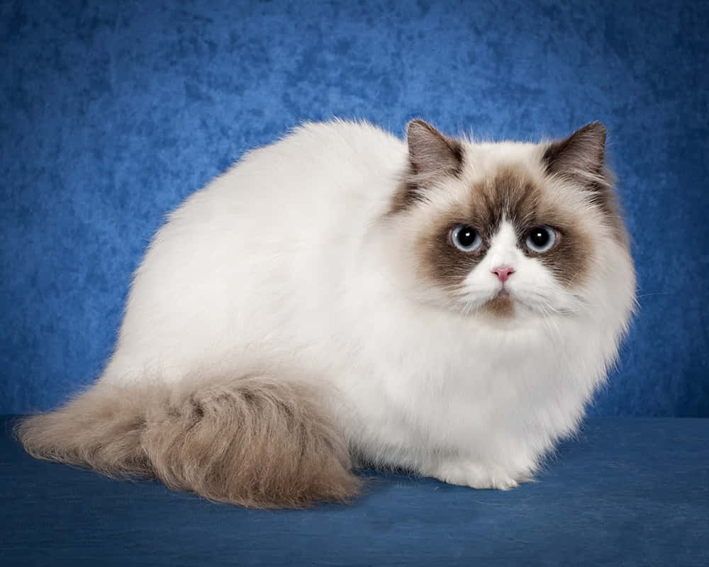 Adorable Napoleon Cat Lounging On The Couch Wallpaper