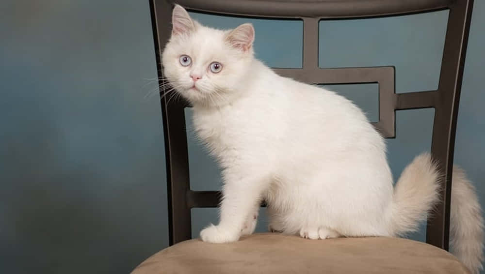 Adorable Napoleon Cat Posing For A Picture Wallpaper