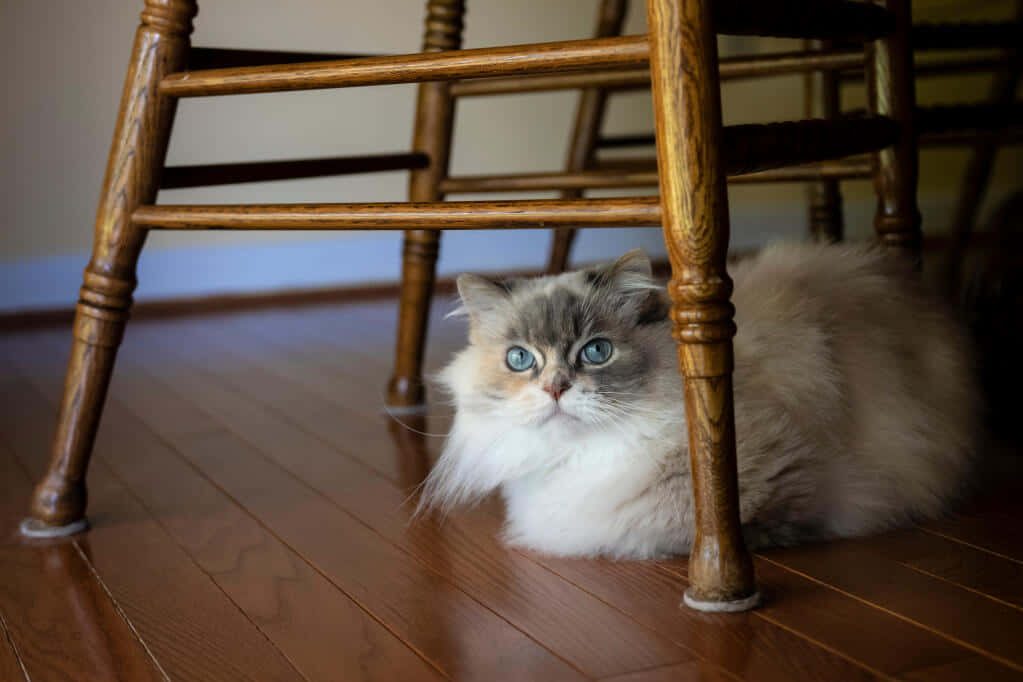 Adorable Napoleon Cat Relaxing On A Fluffy Blanket Wallpaper