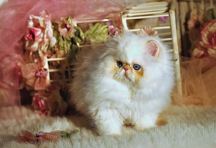 Adorable Napoleon Cat Relaxing On The Floor Wallpaper