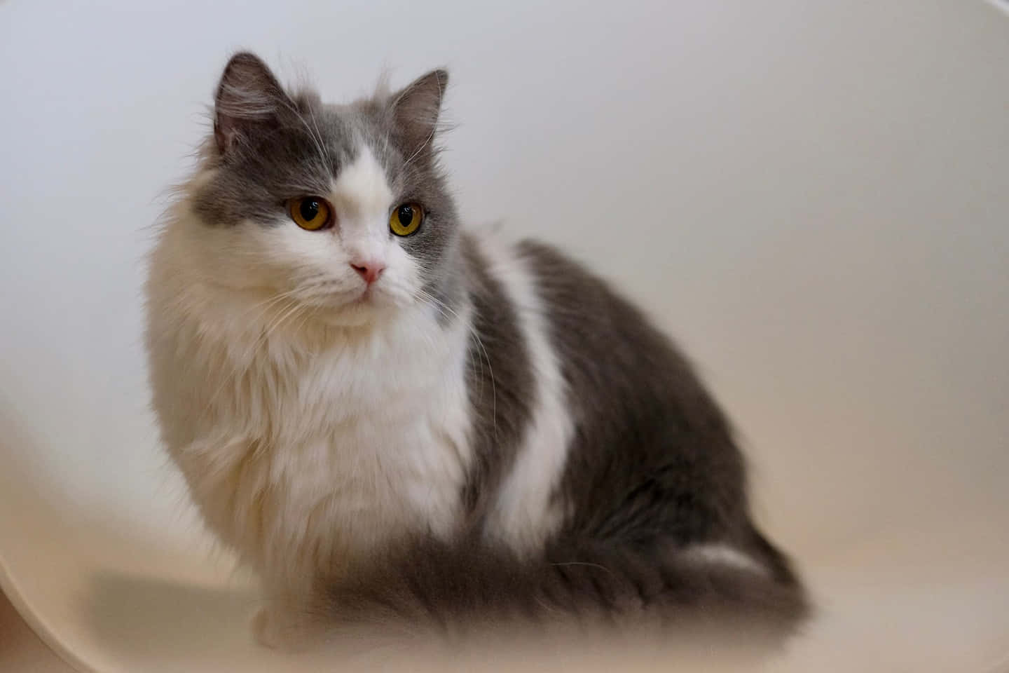 Adorable Napoleon Cat Relaxing On Wooden Floor Wallpaper