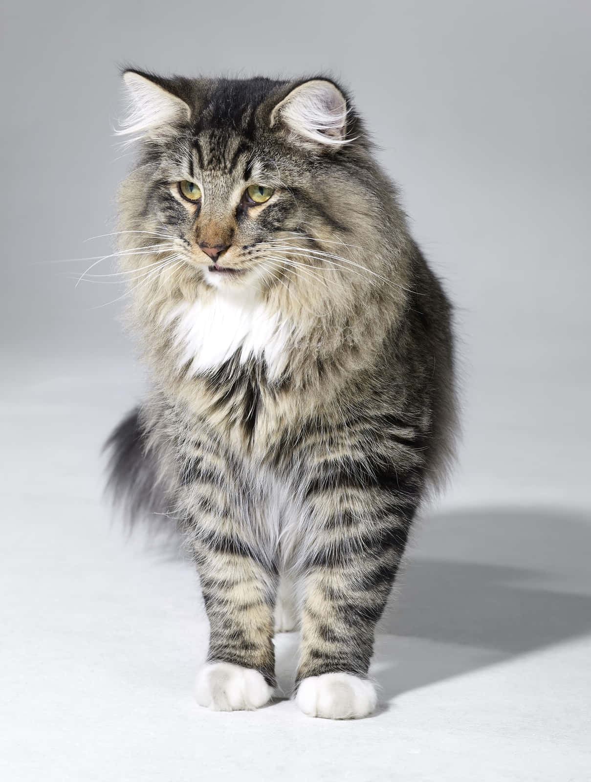 Adorable Norwegian Forest Cat In Nature Wallpaper