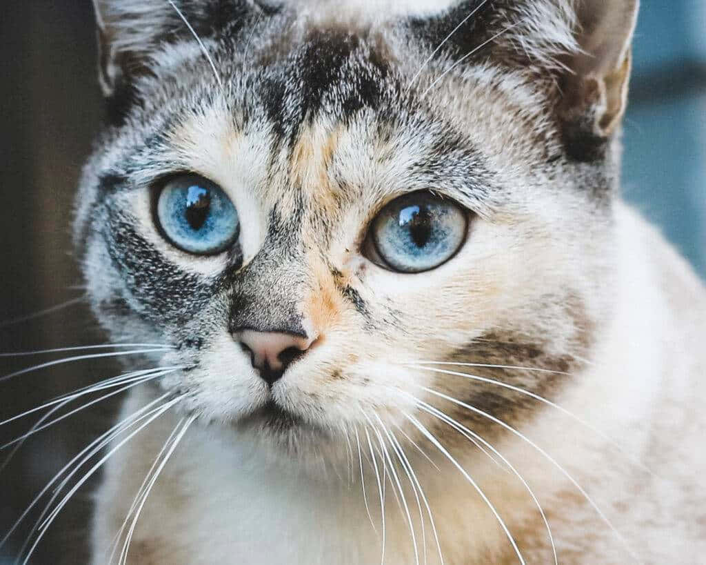 Adorable Ojos Azules Cat Relaxing On The Floor Wallpaper