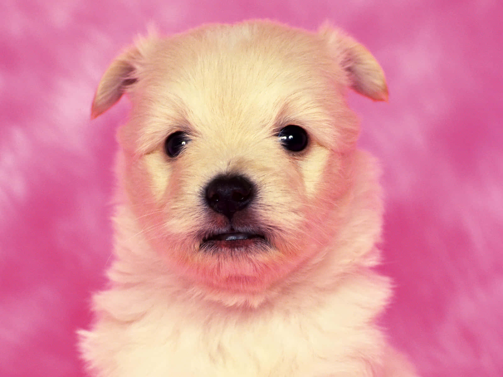 Adorable Pink Puppies Playing On A Carpet Wallpaper