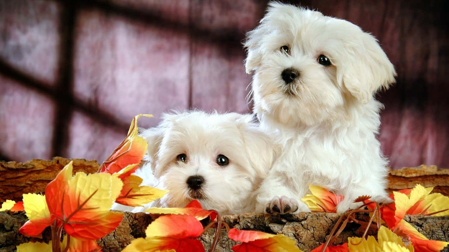 Adorable Pink Puppies Ready For Cuddles Wallpaper