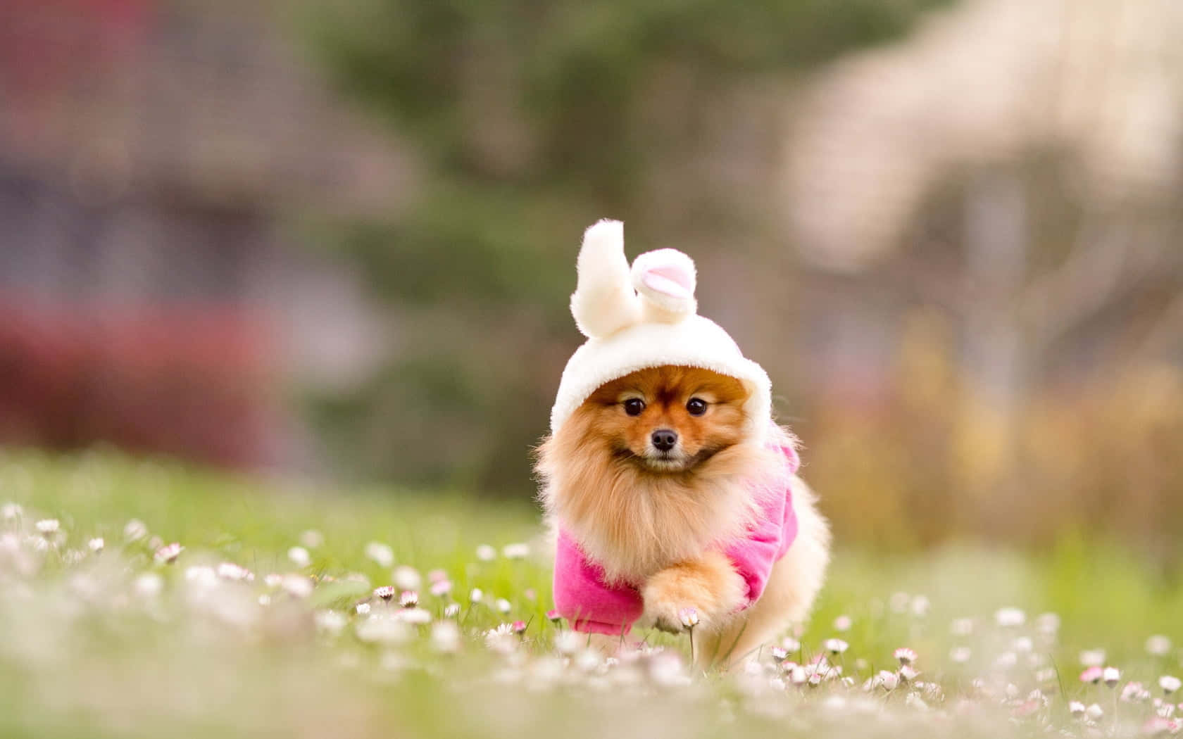 Adorable Pink Puppy Pup Resting In A Basket Of Flowers Wallpaper